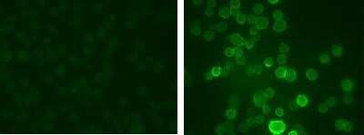 Immunohistochemistry: Potassium Channel Kv3.1 [p Ser503] Antibody [NB300-279]